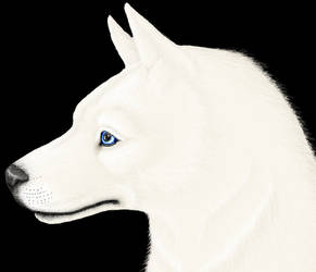 Husky WIP