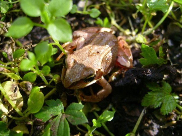 Frog prince