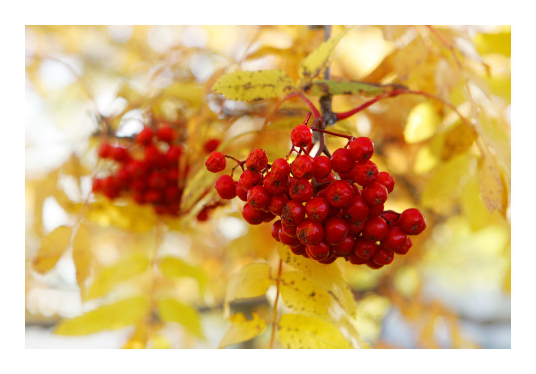 season of red and yellow