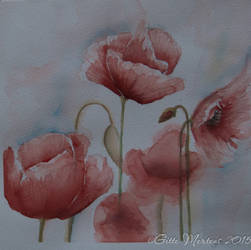 Poppies