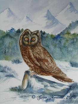 Owl