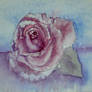 rose 1