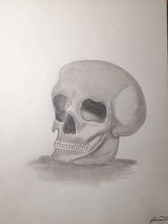Skull Drawimg  by LonelyArtistStudios