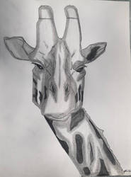 Giraffe Drawing  by LonelyArtistStudios