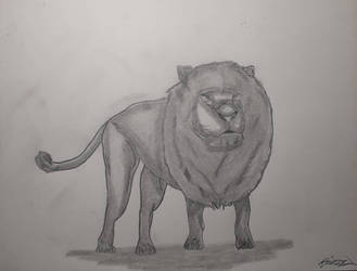 Lion Sketch  by LonelyArtistStudios