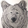 Bear Charcoal Drawing