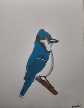 Blue Jay Watercolor Painting 