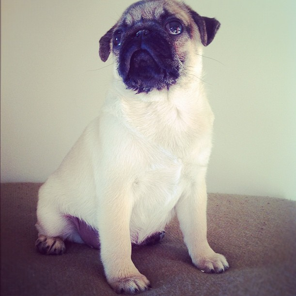 B.B the Perfect Pug