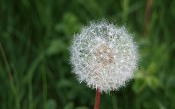 Last Year's Dandelion