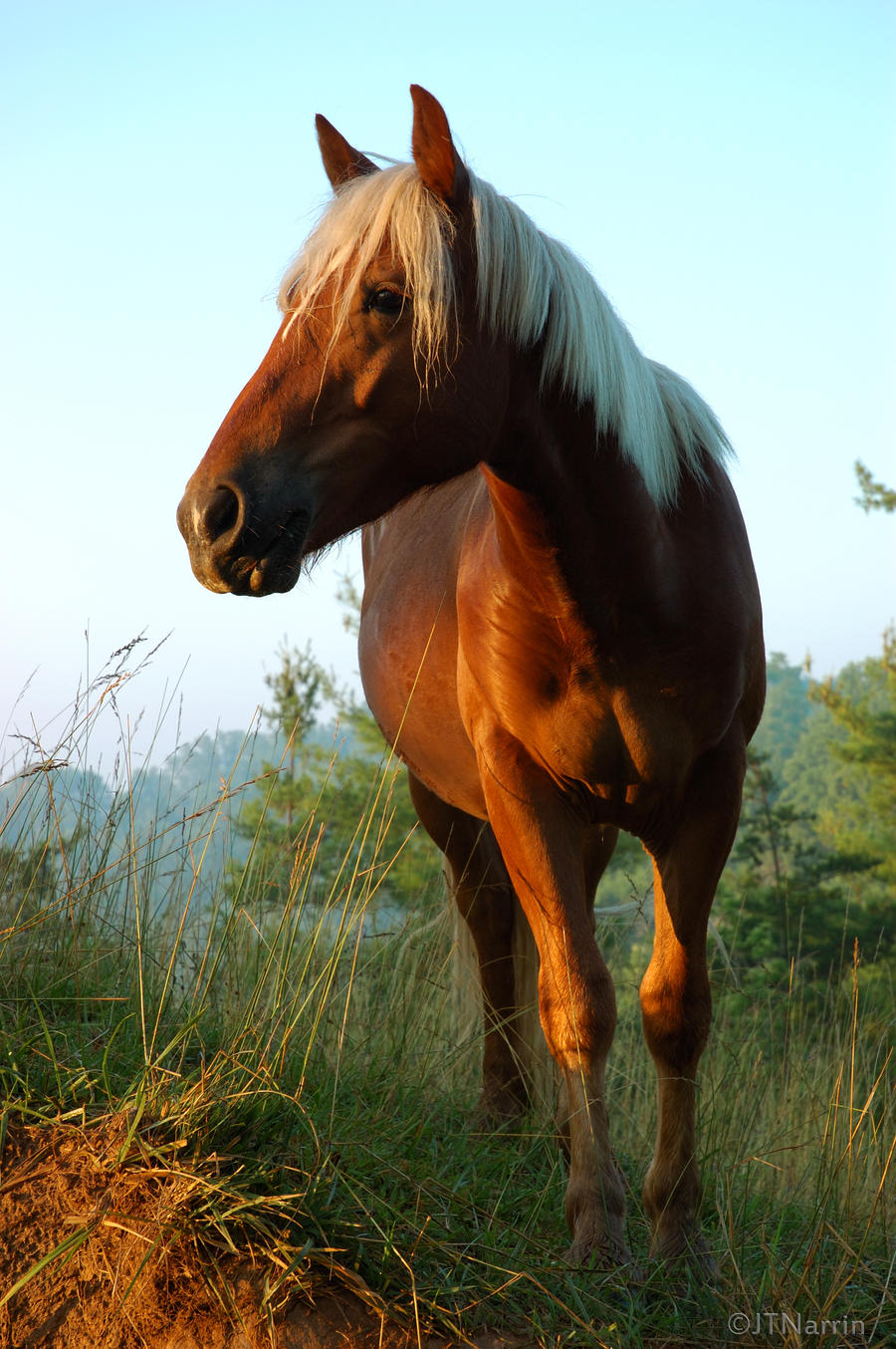 Sunrise in Horse Country 5