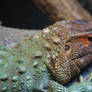 Caiman Lizard