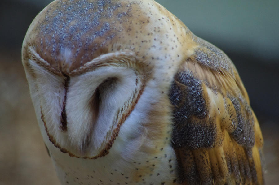 Barn Owl