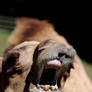 Camel 2