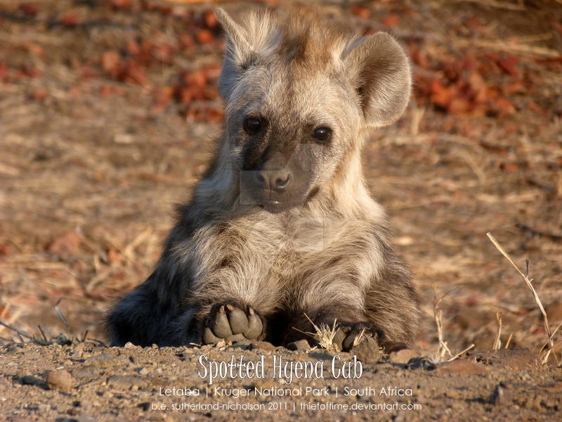 Spotted Hyena Cub