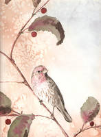 House Finch