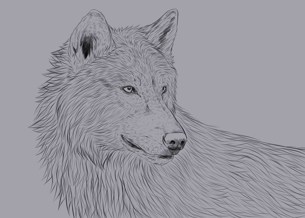 Wolf Portrait (Brush Test) by nihtgield