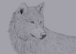 Wolf Portrait (Brush Test) by nihtgield