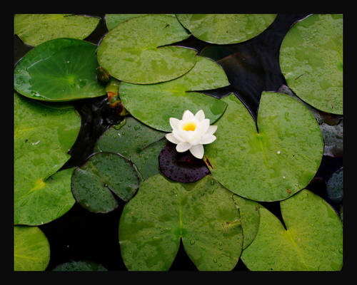 water lilly