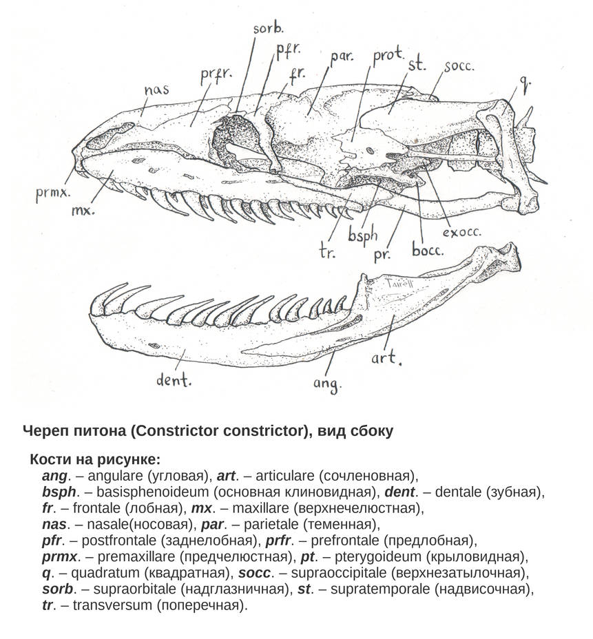 Python Skull Articulation Python skull, left side by Tairell on DeviantArt