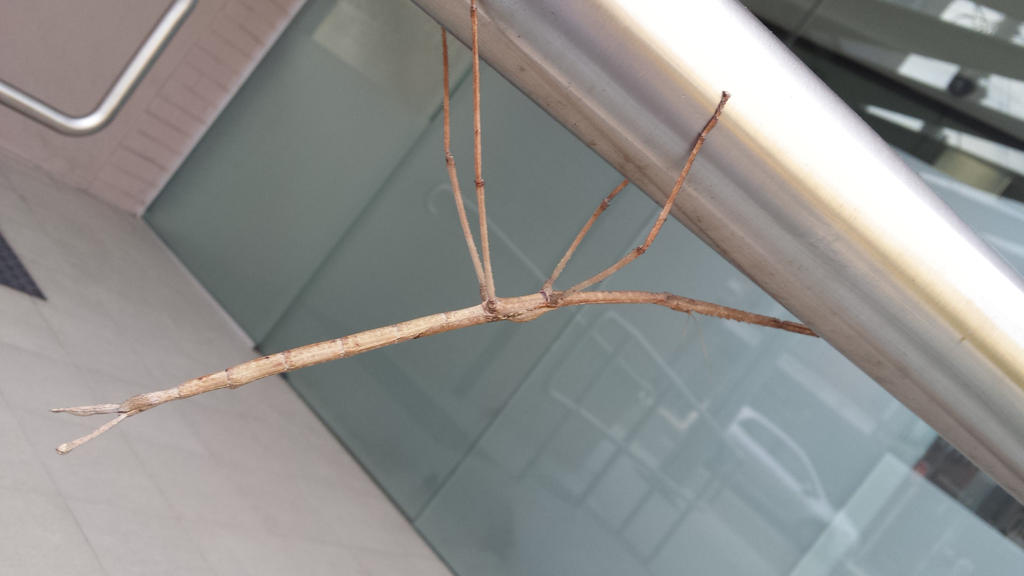 Stick Insect by Mike2HuskyLover on DeviantArt