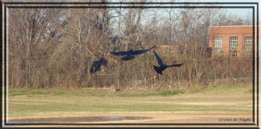 Crows in Flight