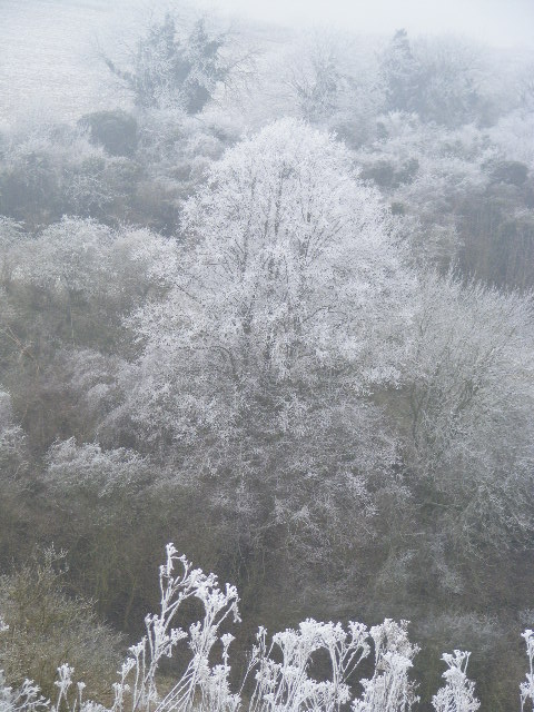 tree in snow