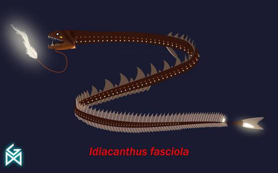 Deep Sea Days 3: Idiacanthus fasciola