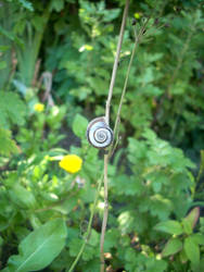 snail.