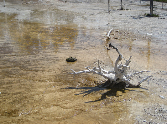 Dead Tree 2