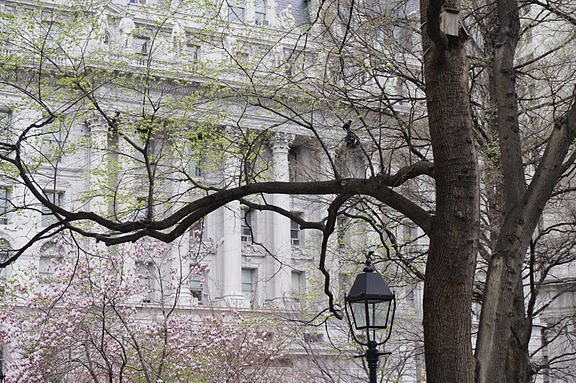 NYC Spring Leaves