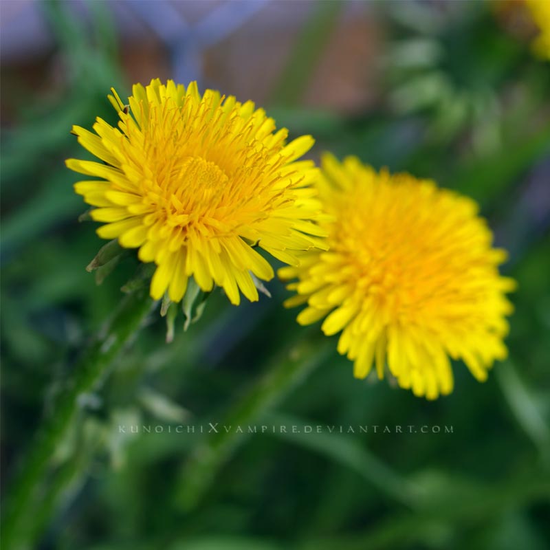 Square Dandelions