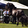 Friesian 9