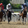 Horse Racing 10