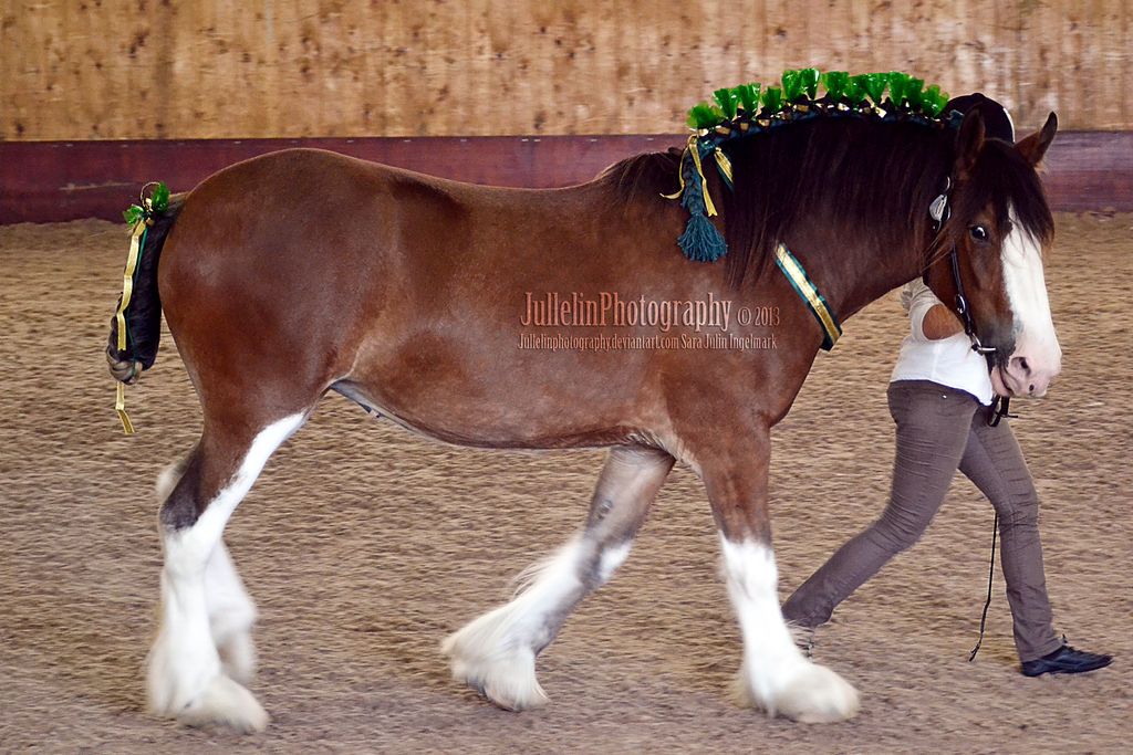 Clydesdale Halter 5