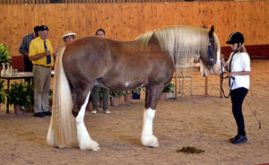 Clydesdale Halter 16