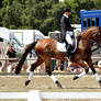 Dressage 13