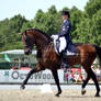 Dressage 38