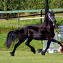 friesian 42