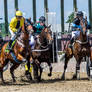 Horse Racing 502