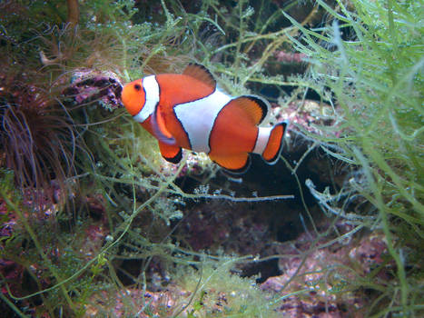 Amphiprion_1