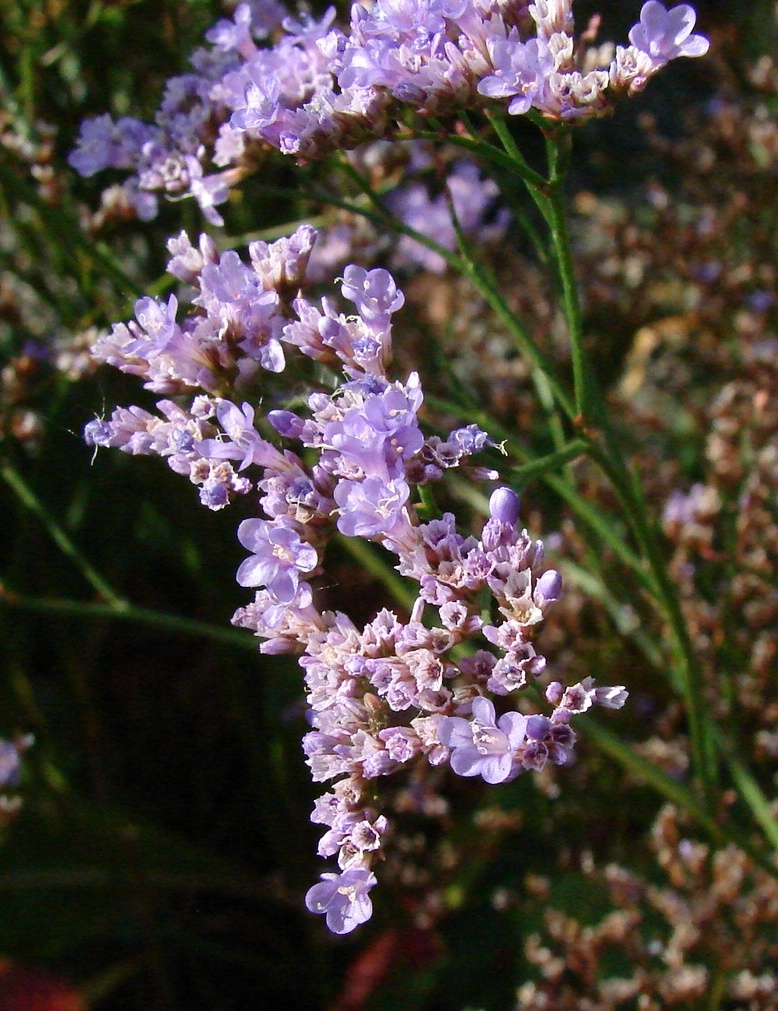 limonium