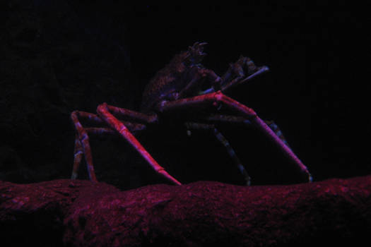 Japanese Spider Crab