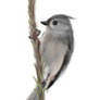 Titmouse