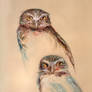 Owl couple