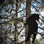 Black Bear hanging about