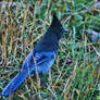 Blue Jay