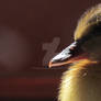 Duckling close up