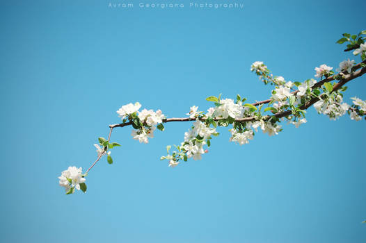 Apple Blossom II
