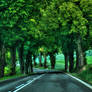 Road under trees