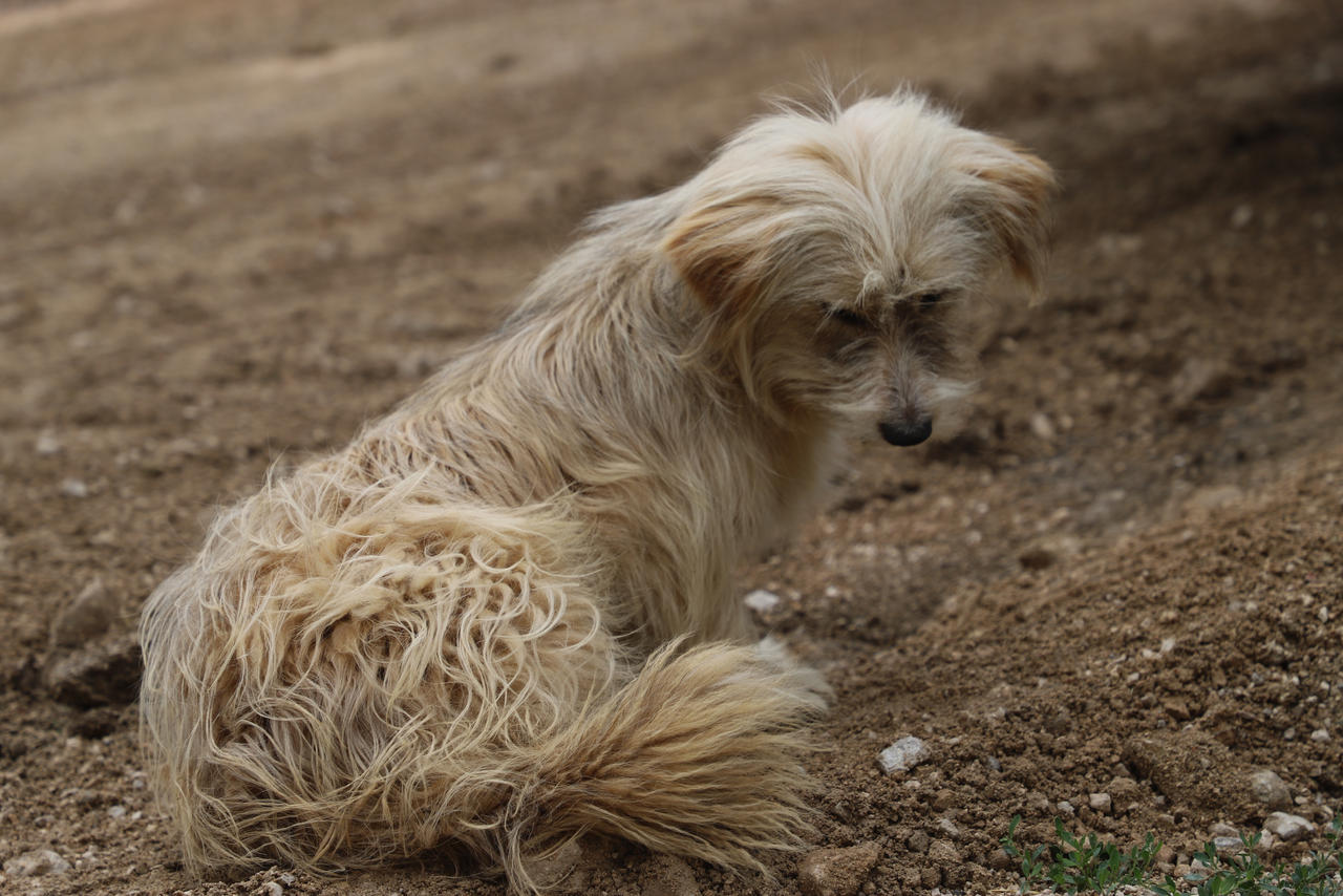 Sad Doggo by CagriKati on DeviantArt